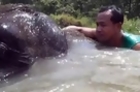 Swimming With a Baby Elephant