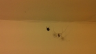 'Penelope' the Spider, her hunt is successful!