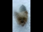 Yorky Snow Dog