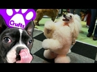 Top 5 Dog Tricks! Crufts