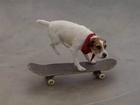 Dash the skateboarding pooch shows off skills
