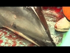 Revealed: brutal reality of world's 'largest dolphin hunt'