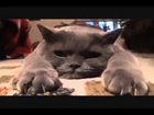 Funny cat, Laugh and only New Comedy, Jokes, Funny Videos Humor! Laughter! Joke!