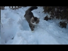 Four Cats Meet Two and a Half Feet of Snow