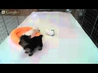 Star Yorkie - Teacup Yorkie Puppy Tiny Tiana and Tiny Teacup Maltese Pearl Playtime