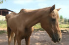 Abandoned Horses Victims of Prolonged Drought