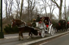Are New York City’s Horse-drawn Carriages Tradition or Torture?