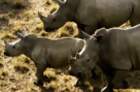 Permit to Hunt Endangered Rhino Sold for $350,000