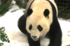 Pandas Get a Snow Day in Calif.