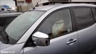 Annoying Dog Honks Car Horn