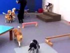 Happ Pawes Dog Day Care Small Dogs
