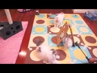 Funny Videos about 2013 animals! Humor about animals! Joke! Laughter!