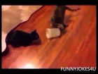 funny news stories funny news stories funny one liner jokes Funny Cats Video episode 25 funny quotes