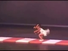 Yuel Boyce - Amazing Dance By Girl- Yuel Boyce