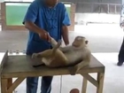 Monkey doing 1,000 PUSH-UP's_How to Grow Muscles