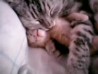 Mother Cat Hugs Baby Kitten - Funny Videos at LolxLolz