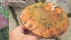 Giant Mushroom Discovered in Poland Forest