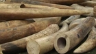 Philippines destroys 5 tonnes of illegal ivory