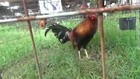 gallos de pelea RADIOS ESCANDALOSOS