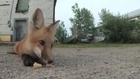 Cute fox enjoys a biscuit