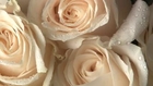 Philip Cottrell Roses 030311-83