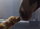 Super Bowl Commercial 2014 – Budweiser “Puppy Love”